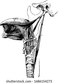 Esta ilustración representa Músculos de la lengua humana, dibujo de línea vintage o ilustración grabadora.
