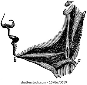 This illustration represents Muscles of the Lower Jaw, vintage line drawing or engraving illustration.