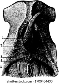 This Illustration Represents Muscles Of The Pelvic Outlet, Vintage Line Drawing Or Engraving Illustration.