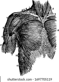 This illustration represents Muscles of the Upper Trunk, vintage line drawing or engraving illustration.