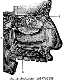 Esta ilustración representa la cavidad nasal, dibujo vintage de línea o ilustración de grabado.