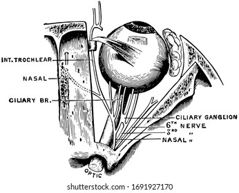 This illustration represents Nerves of the Eye, vintage line drawing or engraving illustration.