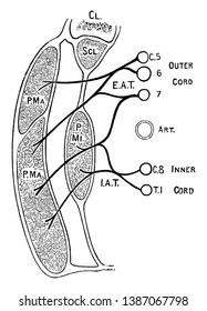 Diese Illustration stellt Nerven der Pektormuskeln, Vintage-Linien-Zeichnung oder Gravur-Illustration dar.