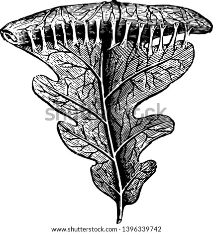 This illustration represents Oak Leaf Rolled Perpendicularly vintage line drawing or engraving illustration.