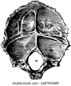 This illustration represents Occipital Bone of the Human Skull, vintage line drawing or engraving illustration.
