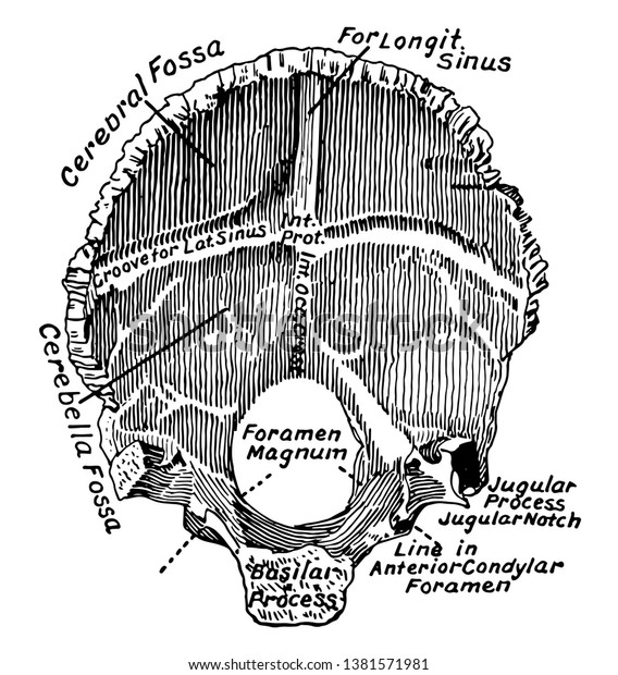 This Illustration Represents Occipital Bone Vintage Stock Vector Royalty Free 1381571981 1796