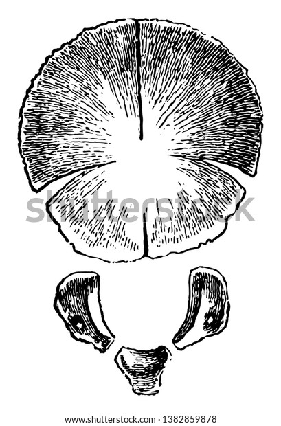This Illustration Represents Occipital Bone Birth Stock Vector Royalty Free 1382859878 3806
