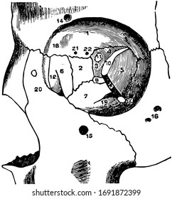 This illustration represents The Orbit of the Eye, vintage line drawing or engraving illustration.