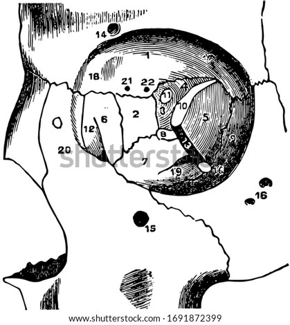 This illustration represents The Orbit of the Eye, vintage line drawing or engraving illustration.