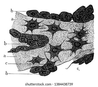 This Illustration Represents Osteoblasts From Embryo, Vintage Line Drawing Or Engraving Illustration.