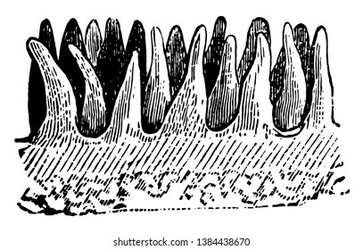 Esta ilustración representa Papillae con ilustración de dibujo o grabado de línea vintage de Epidermis Removed.