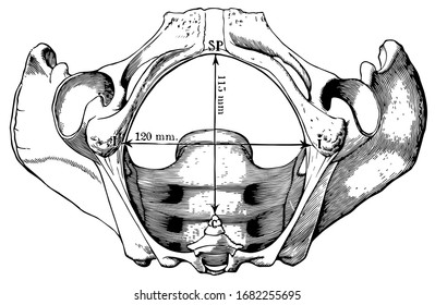 13,789 Pelvic Images, Stock Photos & Vectors | Shutterstock