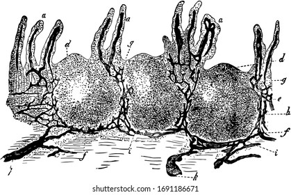This illustration represents Peyer's Patch, vintage line drawing or engraving illustration.