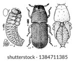 This illustration represents Pine Beetle Stages, vintage line drawing or engraving illustration.