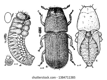 This illustration represents Pine Beetle Stages, vintage line drawing or engraving illustration.