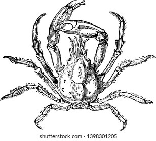 This illustration represents Pisa Tetraodon vintage line drawing or engraving illustration.