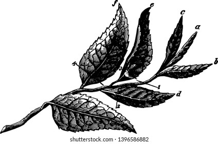 This illustration represents Plucked Tea Leaves where Indian methods are shown to pluck up to six leaves, vintage line drawing or engraving illustration.