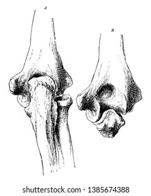 Diese Abbildung stellt die Posterior-Ansicht von Elbow, Vintage-Zeilenzeichnung oder Gravitation-Illustration dar.