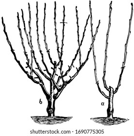 This illustration represents procedure of dwarf Tree Pruning, vintage line drawing or engraving illustration.