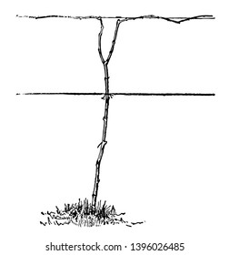 This illustration represents Pruned System According to the Umbrella System and this system is also called the two cane Kniffin vintage line drawing or engraving illustration.