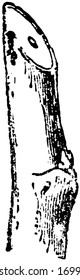 This illustration represents Pruning which is done by cutting away dead or overgrown branches or stems, vintage line drawing or engraving illustration.