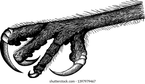 This illustration represents the Raptorial Foot of an Owl vintage line drawing or engraving illustration.
