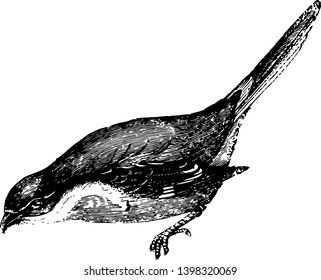 This illustration represents Red Backed Shrike, vintage line drawing or engraving illustration.