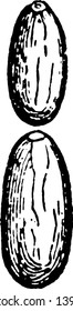 Esta ilustración representa Red Wood Ant Shelter de Pupae, el llamado dibujo de la línea de vintage de la casa hormiga o ilustración grabadora.