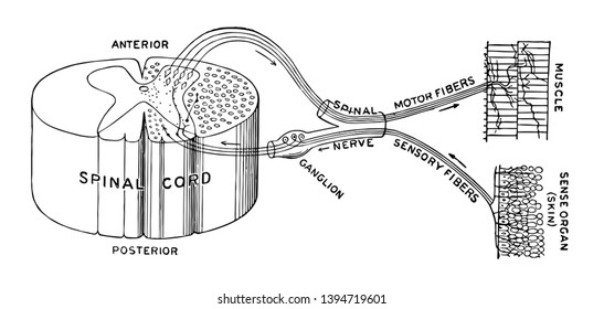 This Illustration Represents Reflex Action Vintage Line Drawing Or Engraving Illustration.