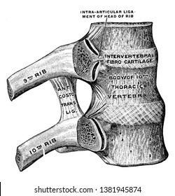 Diese Abbildung stellt Ribs und korrespondierende Wirbelkörper, Vintage-Linien-Zeichnung oder Gravur-Illustration dar.