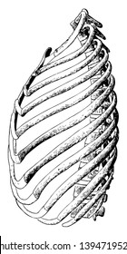 This illustration represents Ribs of the Left Side vintage line drawing or engraving illustration.