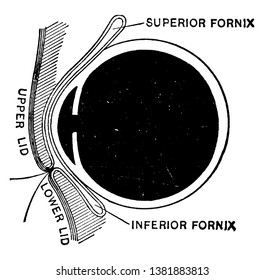 Esta ilustración representa la sección sagital del dibujo de líneas oculares, vintage o grava.