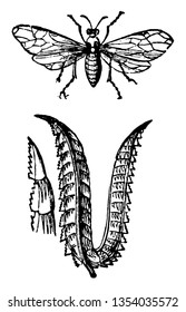 This illustration represents Saw Fly Hovering Above a Plant which is composed of two broad plates vintage line drawing or engraving illustration.