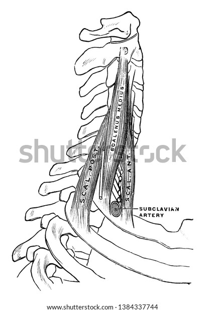 This Illustration Represents Scaleni Muscles Vintage Stock Vector ...