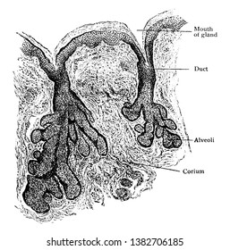 Esta ilustración representa Sebaceous Gland de Nose, dibujo vintage de línea o ilustración de grabado.