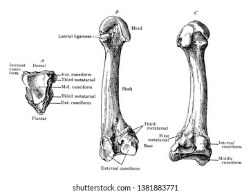 This illustration represents Second Metatarsal, vintage line drawing or engraving illustration.