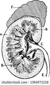 This illustration represents Section of Human Kidney, vintage line drawing or engraving illustration.