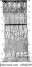 Diese Illustration stellt den Abschnitt der Vintage-Linie Retina-Zeichnung oder Gravur-Illustration dar.