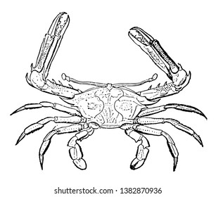 This illustration represents Sentinel Spinous Crab, vintage line drawing or engraving illustration.