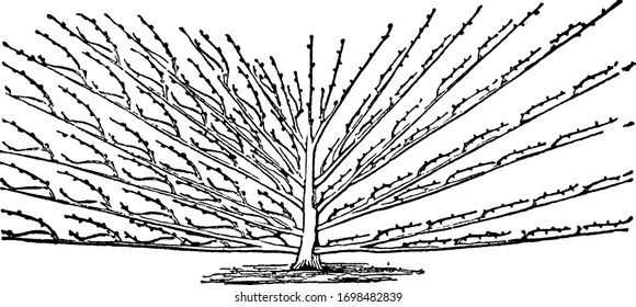 This illustration represents Seymour Fan which will be seen that the bearing shoots are all on the upper side of the mother branches, vintage line drawing or engraving illustration.