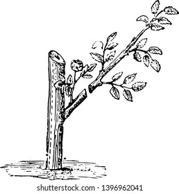 This illustration represents Shoots of Briar in which it must be cut back before the rose buds once the buds are safely established vintage line drawing or engraving illustration.