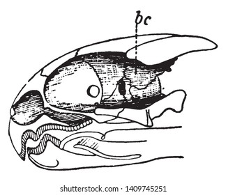 This illustration represents Skull of Greek tortoise, vintage line drawing or engraving illustration.