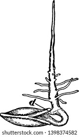 This illustration represents Squash Seed with a peg vintage line drawing or engraving illustration.