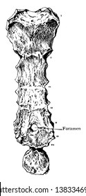 This illustration represents Sternum Showing Foramen, vintage line drawing or engraving illustration.