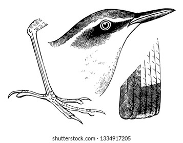 This illustration represents Stone Chats, vintage line drawing or engraving illustration.