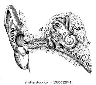 This illustration represents Structure of the Ear, vintage line drawing or engraving illustration.