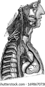 This illustration represents Sympathetic nerve, vintage line drawing or engraving illustration.