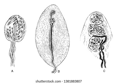 Diese Illustration stellt Tactile Korpuskeln, Vintage-Linien-Zeichnung oder Gravur-Illustration dar.