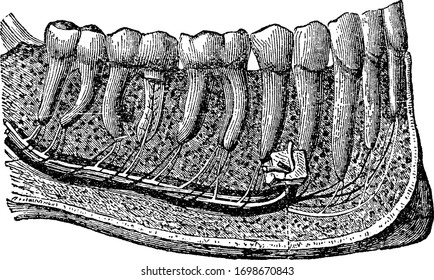 Esta ilustración representa Dibujo de líneas de dientes, vintage o ilustración de grabado.