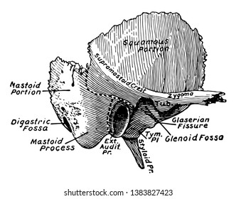 This illustration represents Temporal Bone, vintage line drawing or engraving illustration.